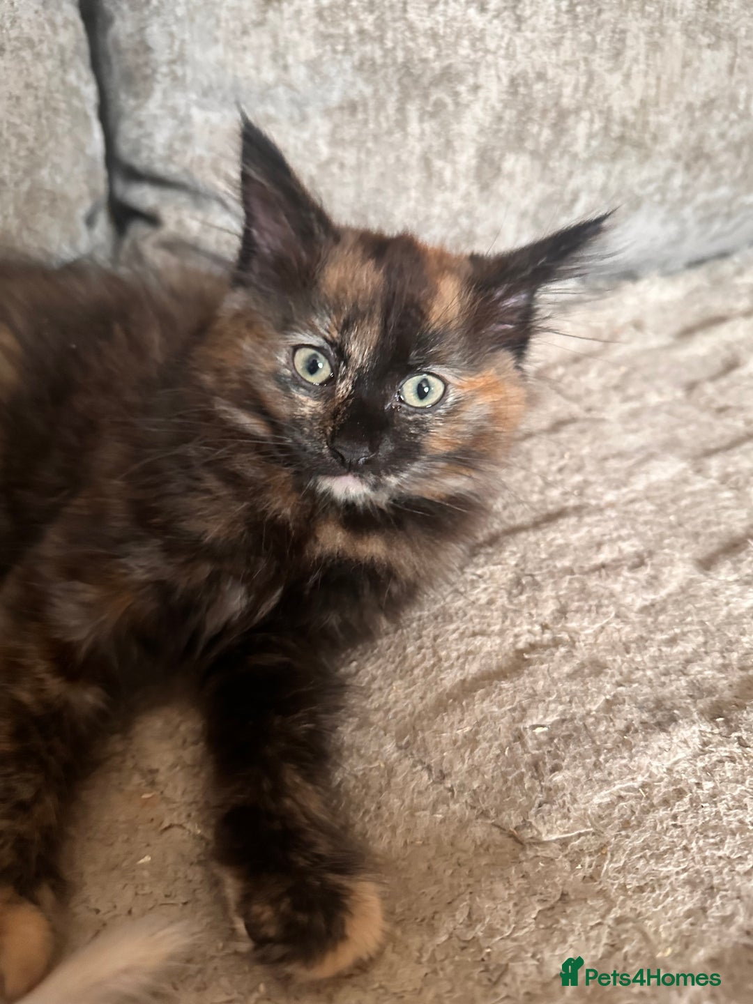Ragdoll cats for sale: Calico Ragdolls - Image 8