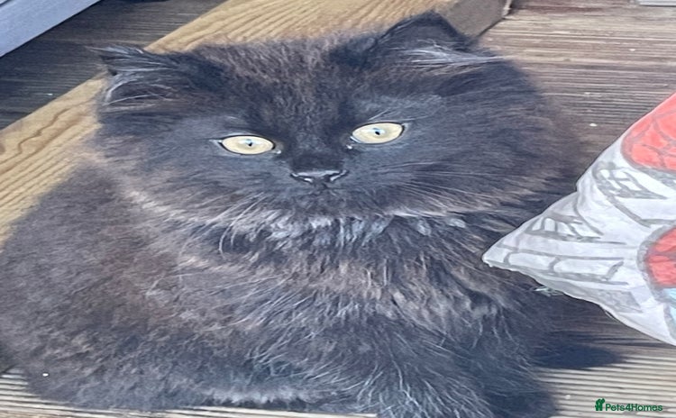 Mixed Breed cats - Advert 2