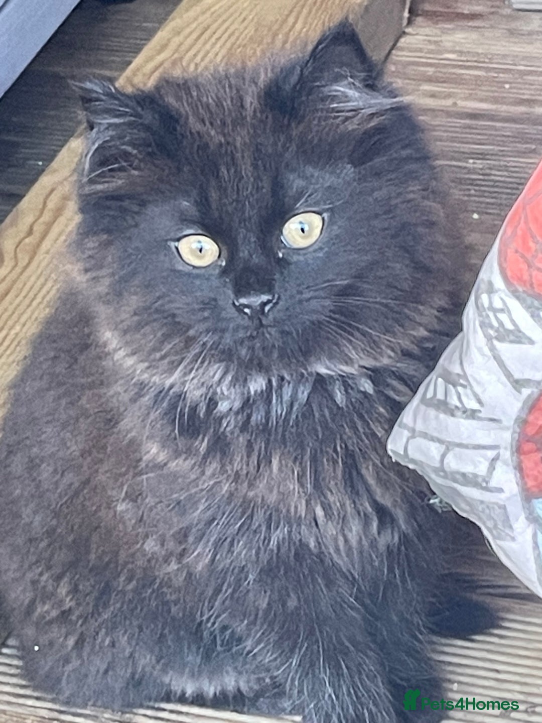Mixed Breed cats for sale: Ready for forever homes NOW - Image 1