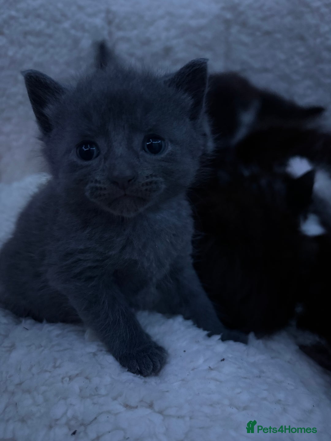 British Longhair cats for sale: Kittens need gone (available to leave in 2 weeks) - Advert 9