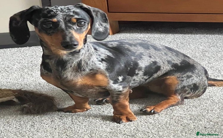 Miniature Dachshund dogs in Doncaster - Advert 2
