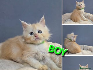 Maine Coon cats Pure breed Maine Coon Kittens - Advert 11