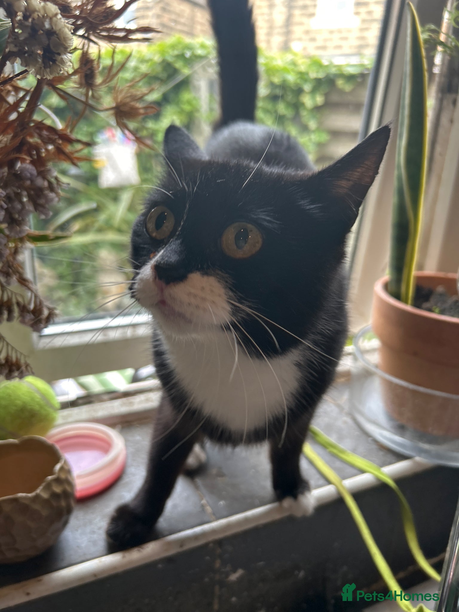Mixed Breed cats Kittens for sale  - Advert 1