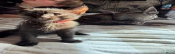 Mixed Breed cats for sale: Male kitten  - Advert 10