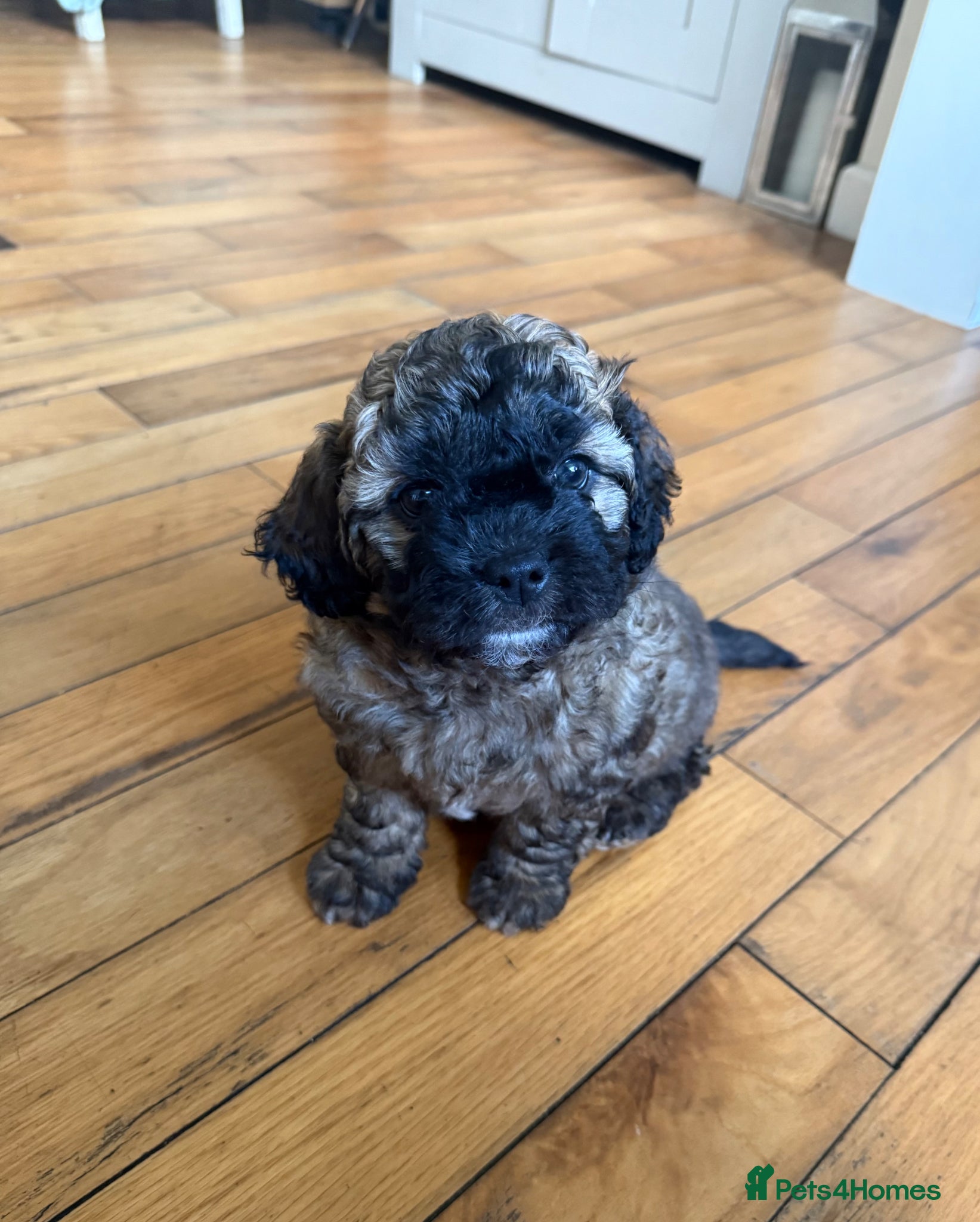 Mixed Breed dogs Shihpoochon Male Puppy - Advert 8