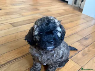 Mixed Breed dogs Shihpoochon Male Puppy - Advert 1