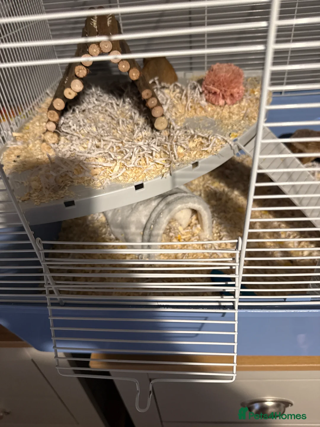 Hamster rodents for sale: Syrian hamster - Advert 2