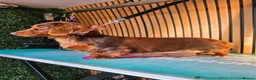 Miniature Dachshund dogs for sale: True Long Hair Minature Dachshunds - Advert 3