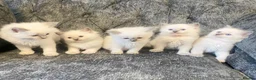 Ragdoll cats for sale: Ragdoll kittens - Advert 4
