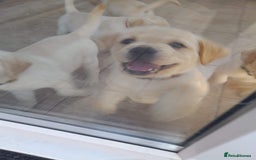 Labrador Retriever dogs for sale: Two handsome boys avaliable now - Image 5