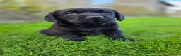 Labrador Retriever dogs for sale: High Quality Black Labrador Puppies - Advert 9