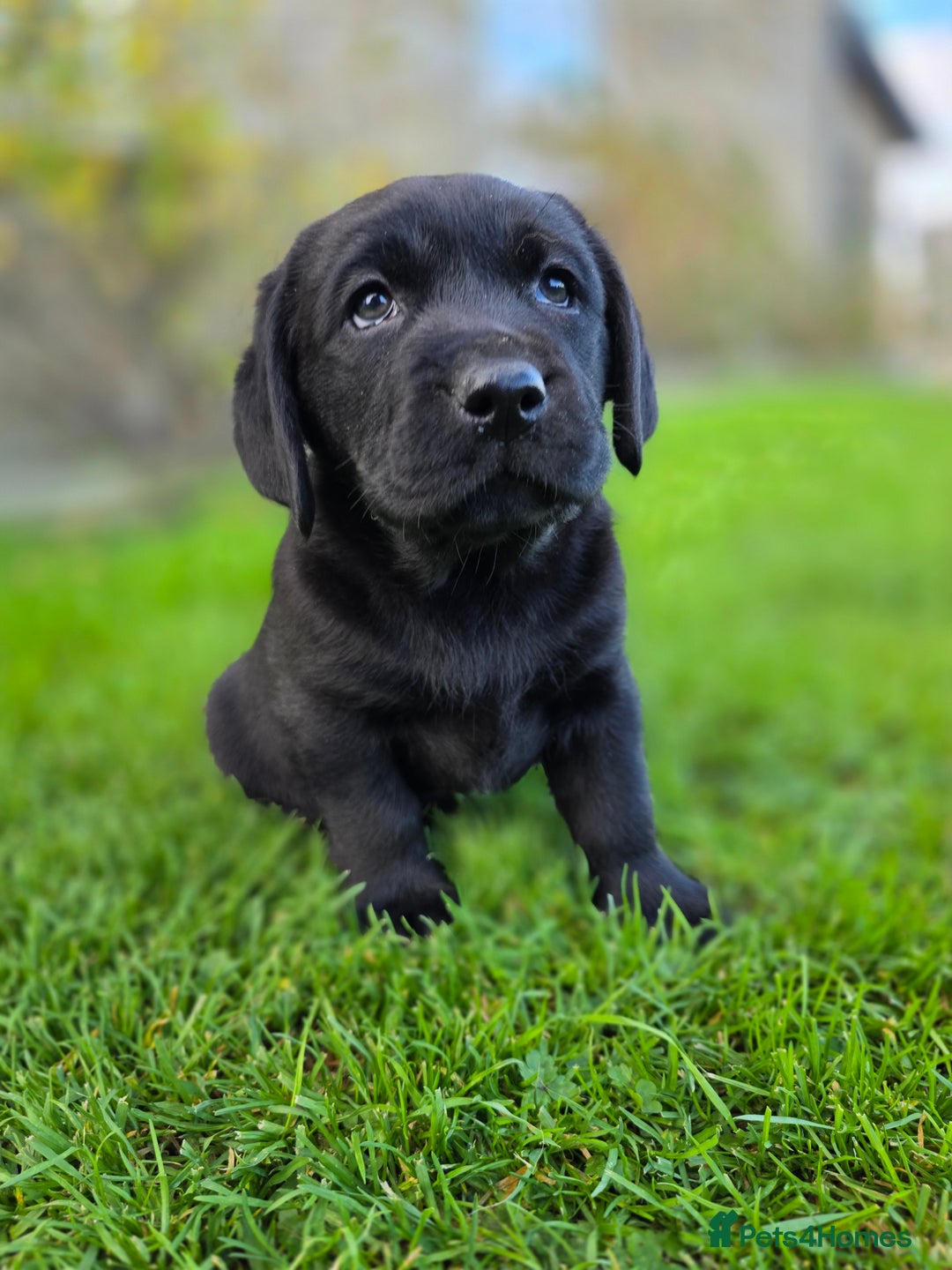 Labrador Retriever dogs for sale: High Quality Black Labrador Puppies - Advert 9