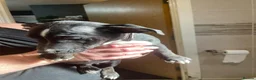 Mixed Breed dogs for sale: Staffyxboxer with jack Russell  - Advert 3