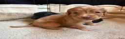 Cocker Spaniel dogs for sale: Stunning Working Cocker puppies!! 1 boy left!! - Advert 29