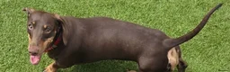 Miniature Dachshund dogs for sale: Stunning KC Registered Miniature Dax 15 mnths fema - Advert 2