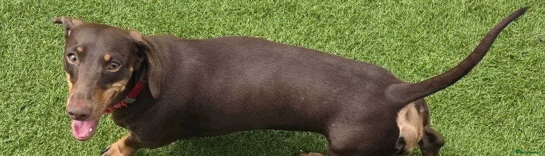 Miniature Dachshund dogs for sale: Stunning KC Registered Miniature Dax 15 mnths fema - Advert 2