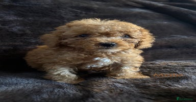 Cavapoo dogs - Advert 3