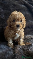 Cavapoo dogs - Advert 5