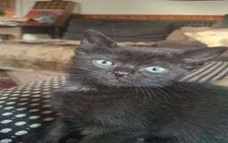 Mixed Breed cats for sale: Kittens  - Image 19