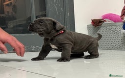 Neapolitan Mastiff dogs for sale:  Neapolitan mastiff puppies Newcastle  - Image 22