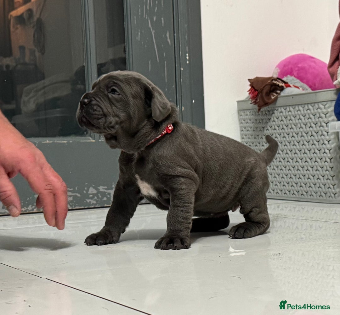 Neapolitan Mastiff dogs for sale:  Neapolitan mastiff puppies Newcastle  - Image 22