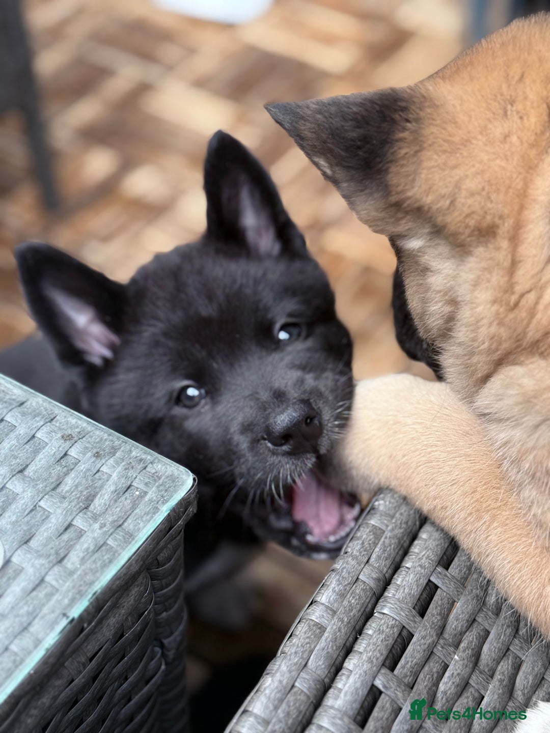 Akita dogs for sale: American Akita puppies - Advert 17