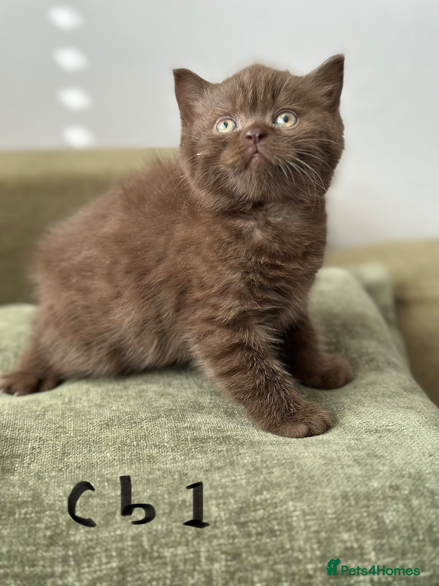 British Shorthair cats British shorthair kitten Chocolate - Advert 12