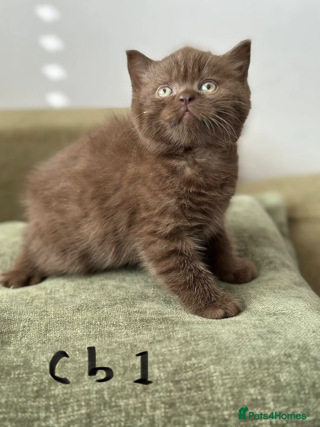 British Shorthair cats for sale: British shorthair kitten Chocolate - Advert 1