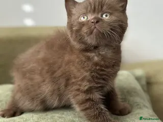 British Shorthair cats British shorthair kitten Chocolate - Advert 12