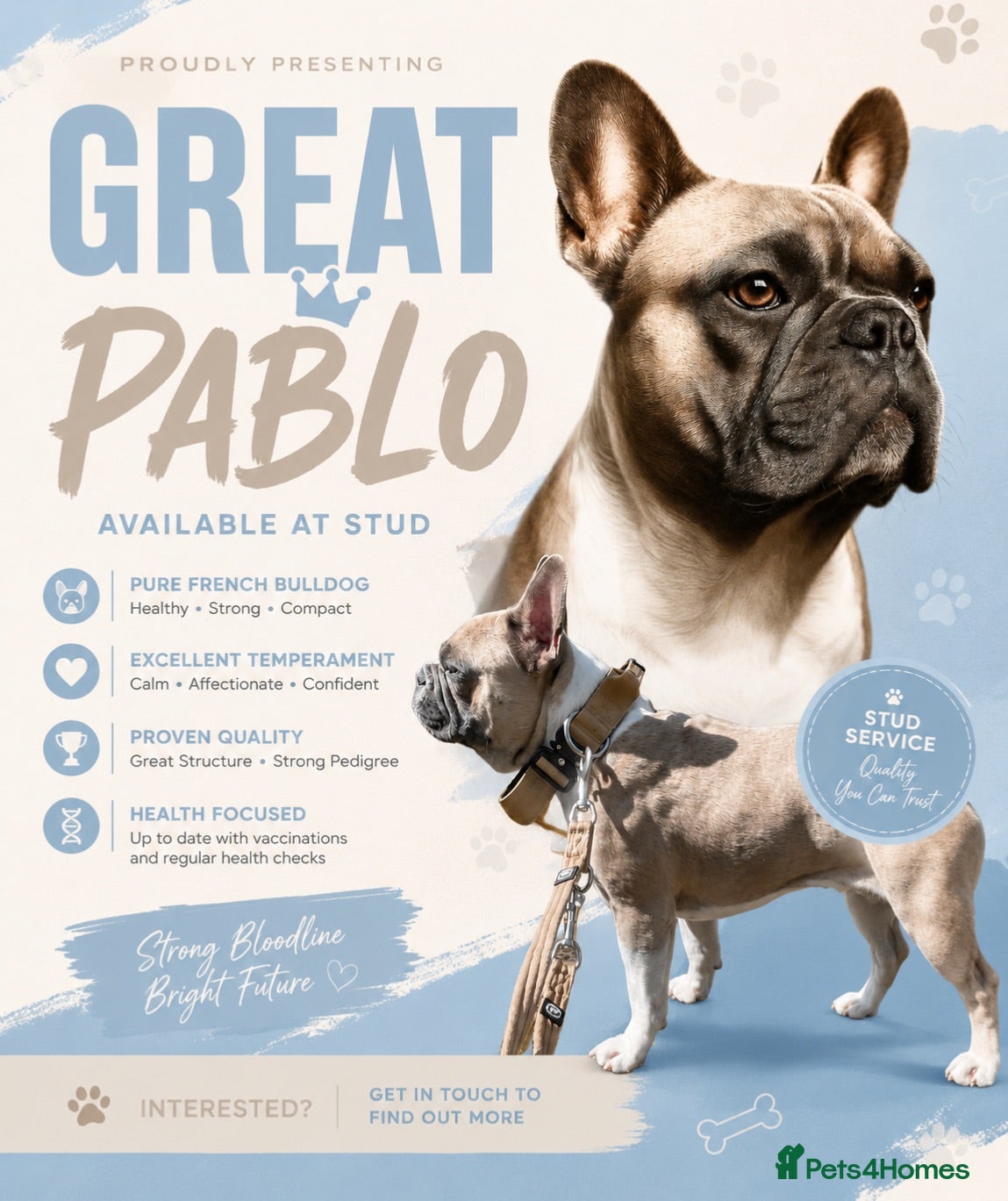 French Bulldog dogs FRENCH BULLDOG STUD - Advert 1