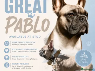 French Bulldog dogs FRENCH BULLDOG STUD - Advert 15