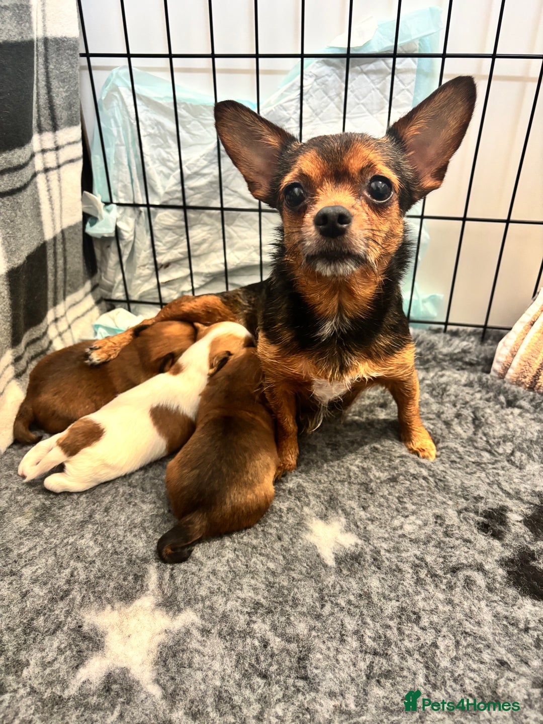 Mixed Breed dogs for sale: ✨ Chihuahua × Coton de Tulear puppies ✨ - Image 10