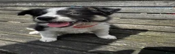 Mixed Breed dogs for sale: Kelpie x collies BEAUTIFUL LITTER - Advert 18