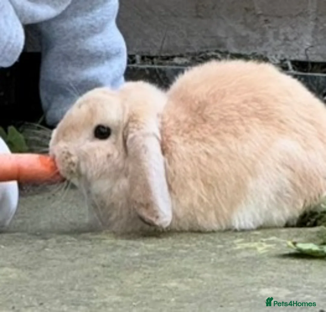 Mini Lop rabbits for sale: Responsible Rehoming – Domestic Rabbit in Wisbech - Advert 1
