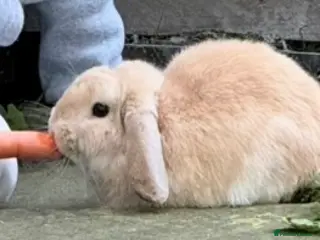 Mini Lop rabbits Responsible Rehoming – Domestic Rabbit in Wisbech - Advert 8