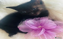Mixed Breed cats for sale: All Black tiger stripes kittens 3 girls 🩷 - Image 3