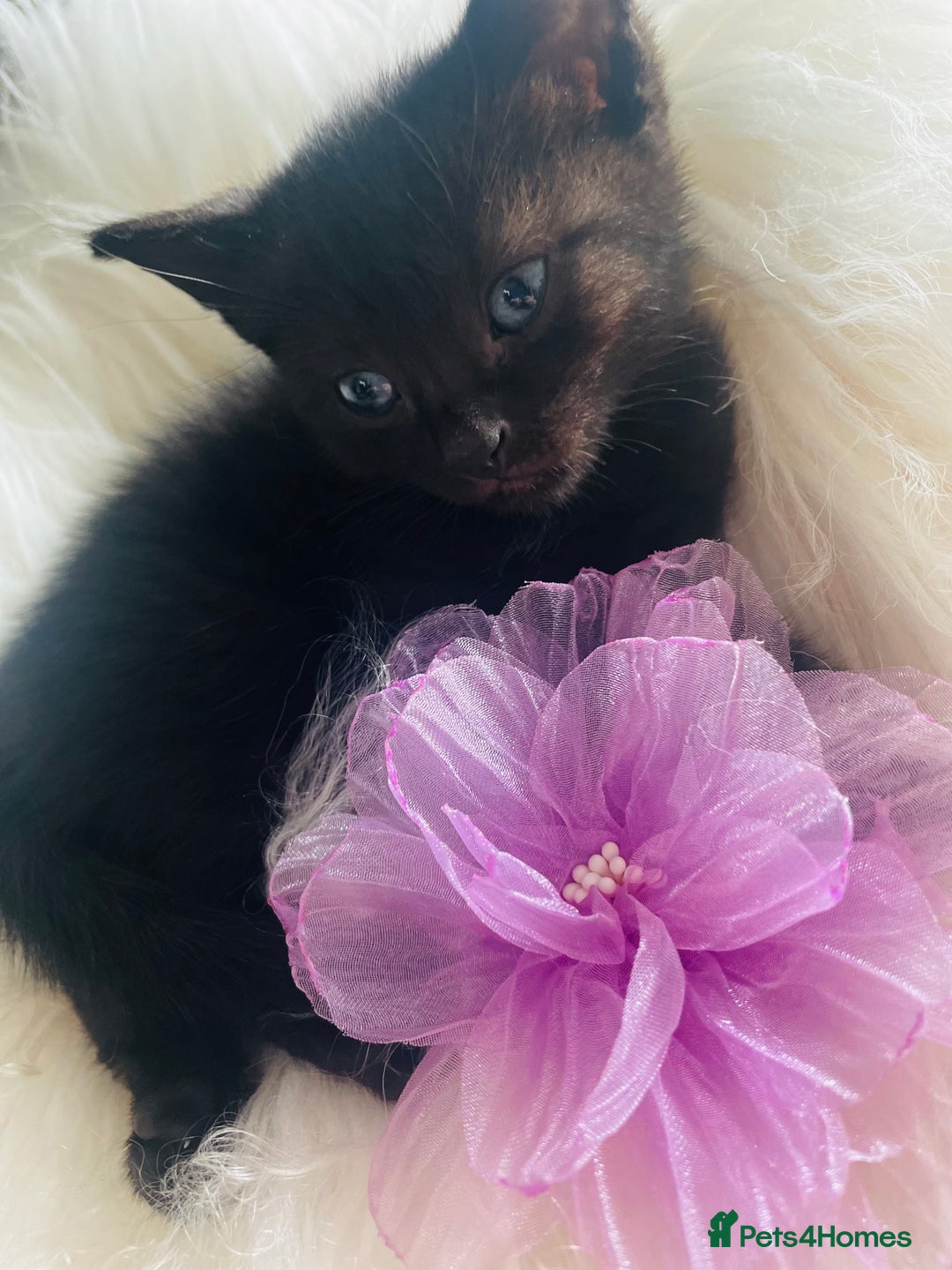 Mixed Breed cats for sale: All Black tiger stripes kittens 3 girls 🩷 - Image 3