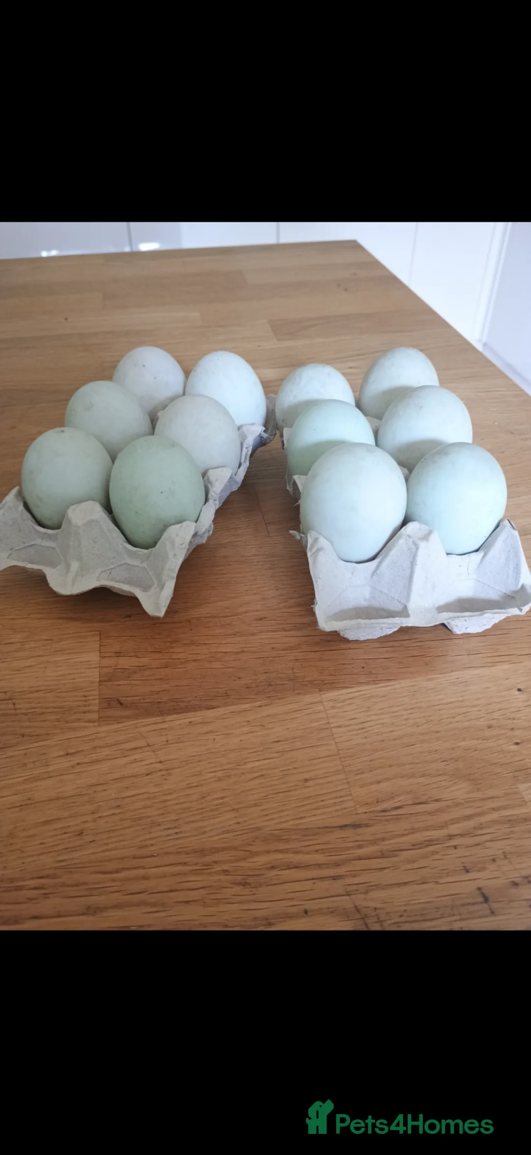 Ducks poultry for sale: Indian runner duck eggs - Advert 1