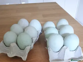 Ducks poultry Indian runner duck eggs - Advert 1