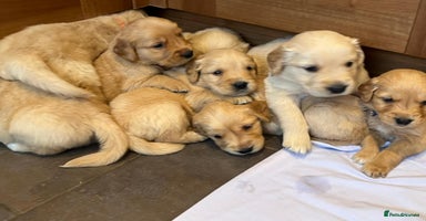 Golden Retriever dogs - Advert 14