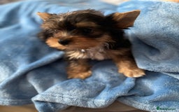 Yorkshire Terrier dogs for sale:  Merle Yorkshire terrier puppies  - Image 1