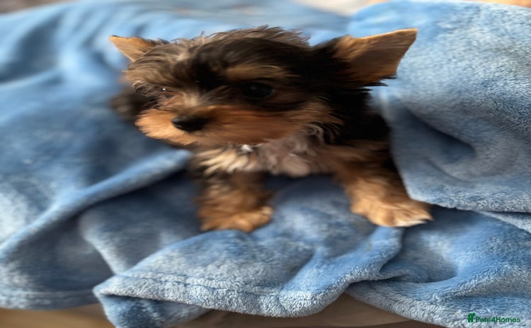 Yorkshire Terrier dogs - Advert 11