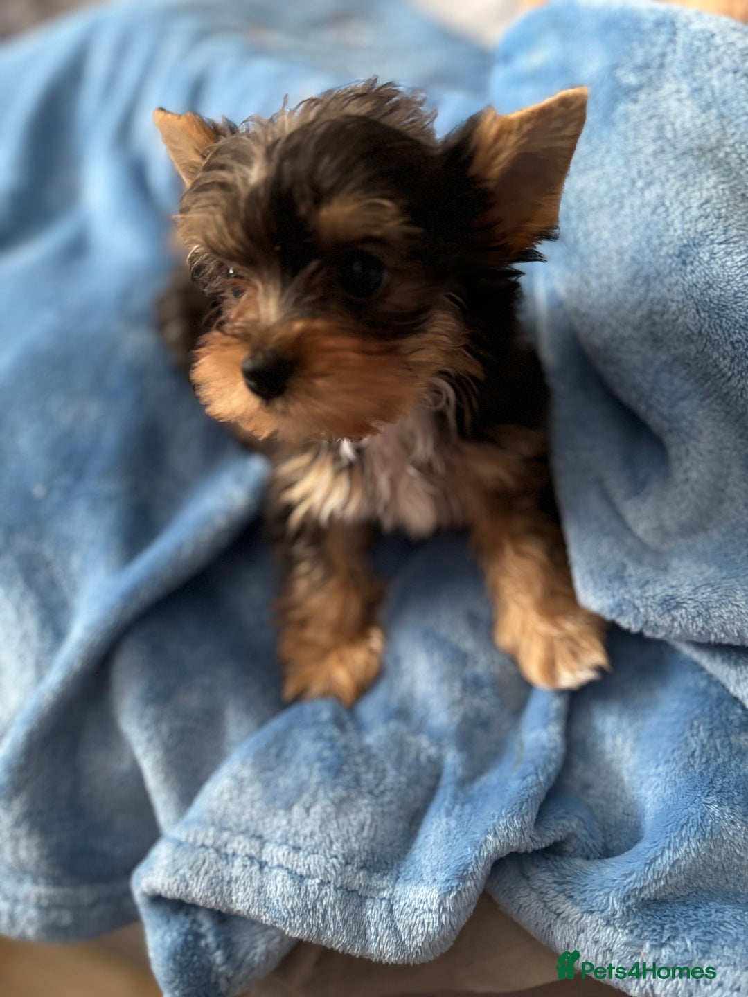 Yorkshire Terrier dogs for sale:  Merle Yorkshire terrier puppies  - Image 1