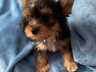 Yorkshire Terrier dogs - Advert 17