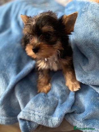 Yorkshire Terrier dogs - Advert 2