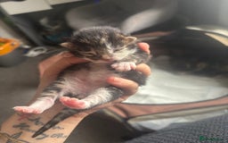 Mixed Breed cats for sale: Beautiful tabby kittens - Image 4