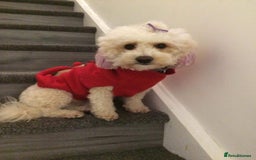 Poochon dogs for sale: Beautiful Poochon Puppies 🐾 - Image 19