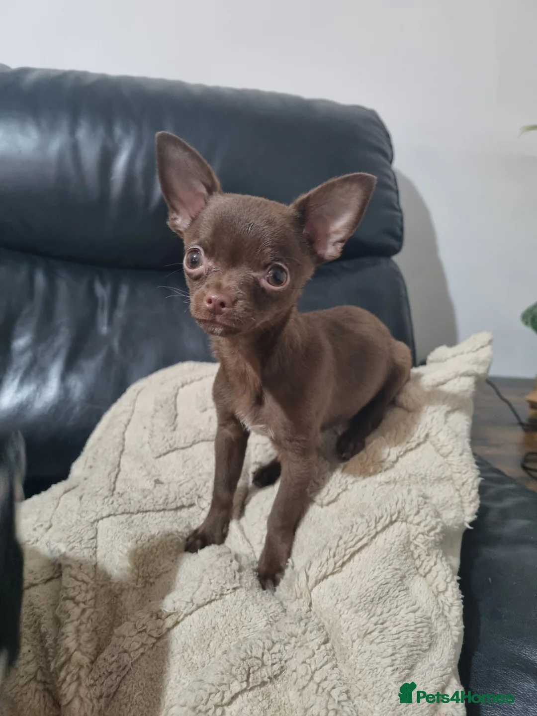 Chihuahua dogs for stud: Chico Chihuahua Russian Lines Champion Pedigree in Chester - Advert 12