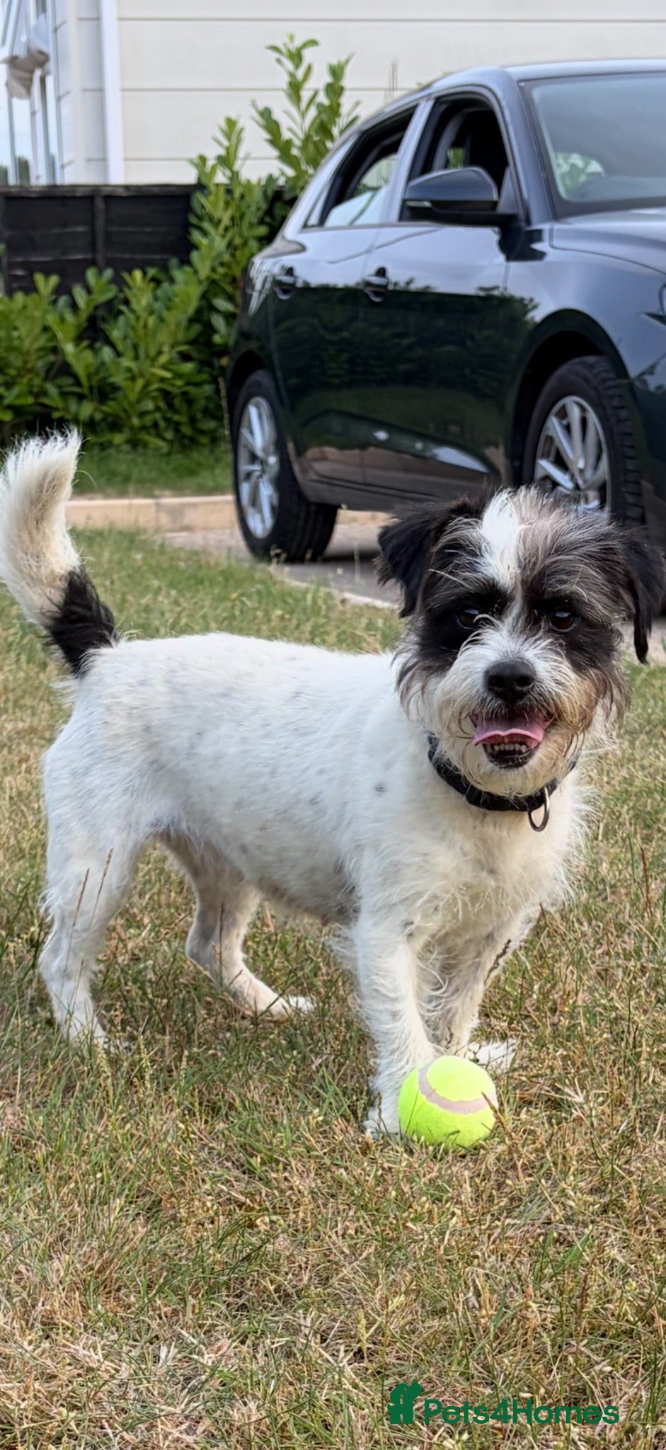 Mixed Breed dogs Jack Russell x Shih Tzu” Rosie “ 5th - Advert 1