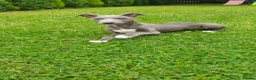 Mixed Breed dogs for sale: Saluki bullcross pup - Advert 9